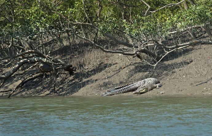 Bhagabatpur Crocodile Project