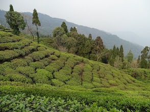 Peshok Tea Garden Estate