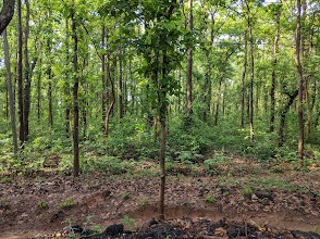 Joypur Forest