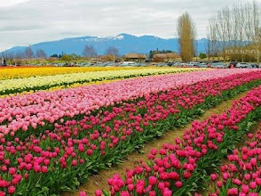 Indira Gandhi Tulip Garden