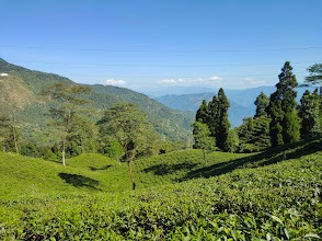 Happy Valley Tea Estate