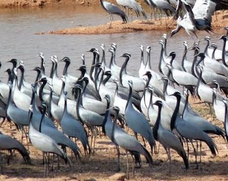 Khichan Bird Sanctuary