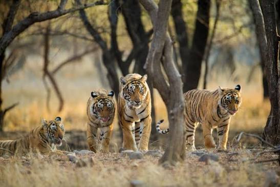 Sariska Tiger Reserve