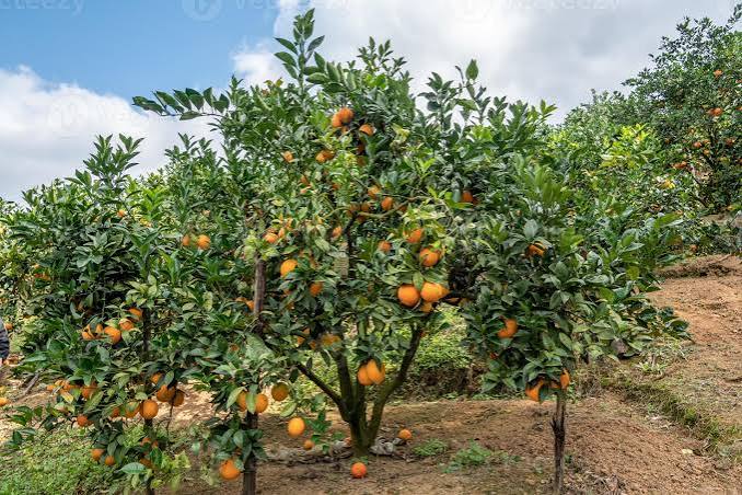 Nirmal's Orange Orchards