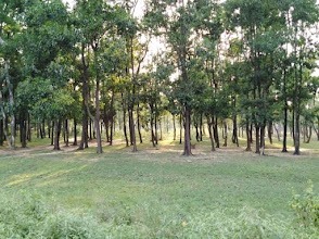 Sonajhuri Forest 