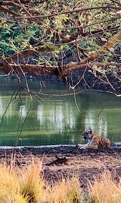 Ranthambore