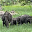 Tholpetty Wildlife Sanctuary